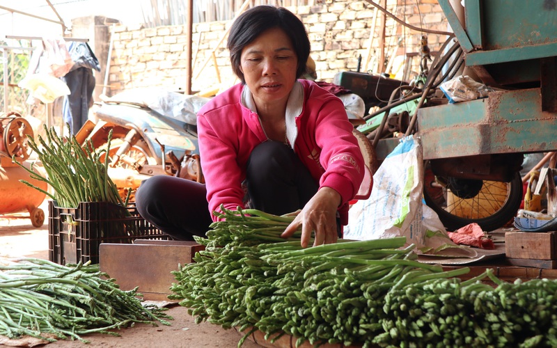 Trồng măng tây xanh, một ông nông dân Lâm Đồng thu lợi nhuận gấp 4-5 lần trồng cà phê