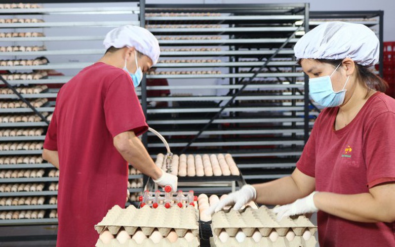 Tây Ninh: Sắp có nhà máy ấp trứng gia cầm 200 tỷ, xuất khẩu gà giống sang Campuchia chỉ trong 1 giờ 