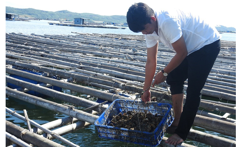Phú Yên: Nuôi hàu giàu, nuôi ốc hương khá, nuôi 2 con trồng 1 cây trong 1 ao cũng hay, miễn là làm thế này