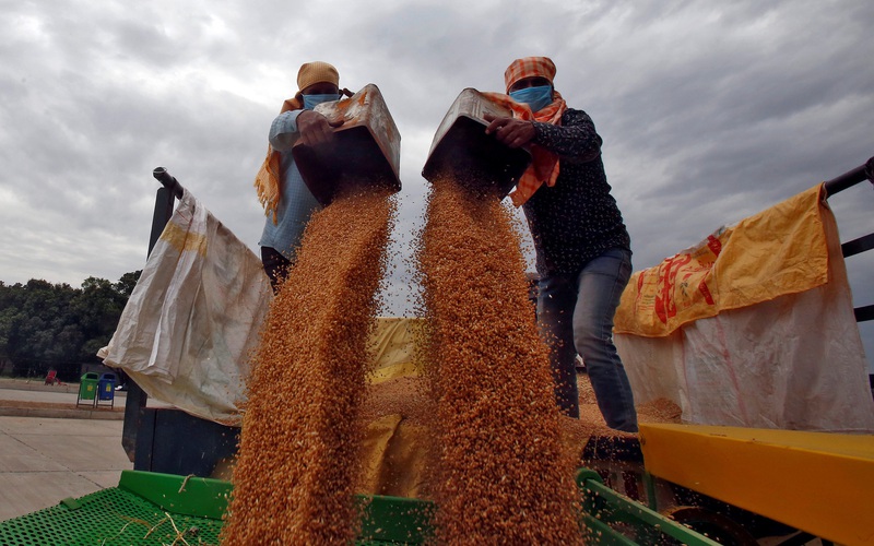 Trong bối cảnh dịch bệnh COVID-19 và biểu tình, người nông dân Ấn Độ thu hoạch lúa mì kỷ lục