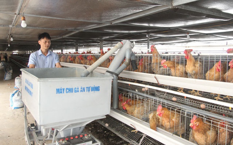 Thái Nguyên: Tỷ phú nông dân sáng chế máy cho gà ăn tự động, loáng cái đã chăm xong đàn gà hàng ngàn con