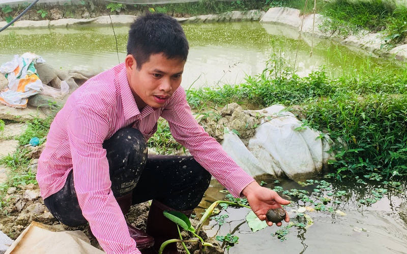 Ninh Bình: Kỹ sư xây dựng cất bằng về quê đào ao chạy quanh những luống rau trái vụ, thu 800 triệu/năm