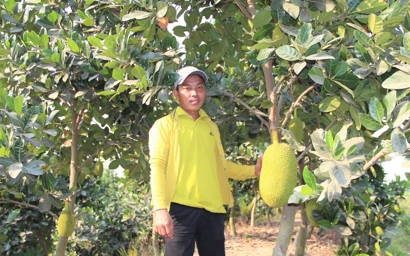 Long An: Nông dân trồng cây ăn trái đang làm cách nào để "né" hạn mặn, nắng nóng trong mùa khô?