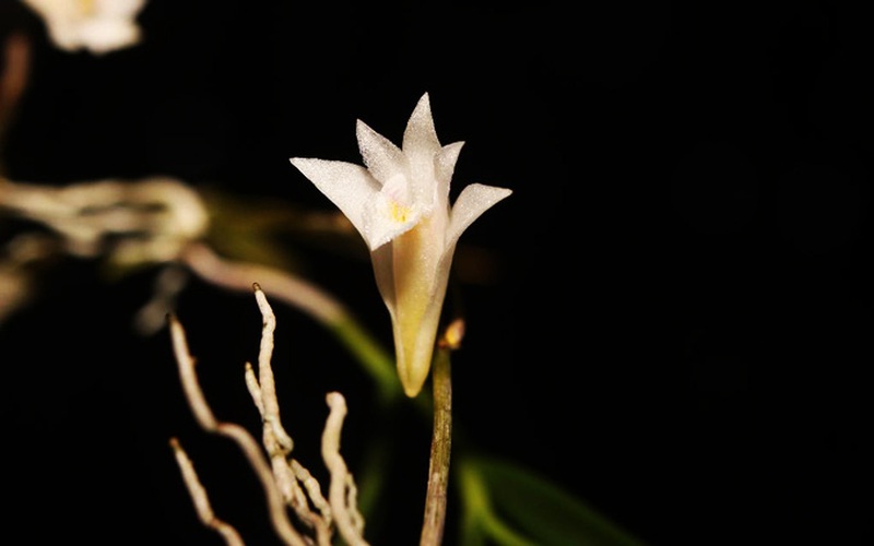 Đây là loài hoa lan rừng mới nhất của tỉnh Khánh Hòa
