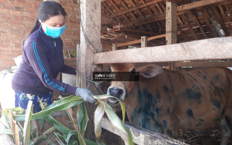 Bình Định: Bò chết do viêm da nổi cục, nông dân được vay 15 triệu đồng không lãi suất