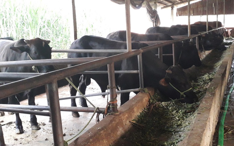 Thái Nguyên: Vừa bán vừa nuôi bò 3B toàn con to bự, HTX này thu cả chục tỷ/năm