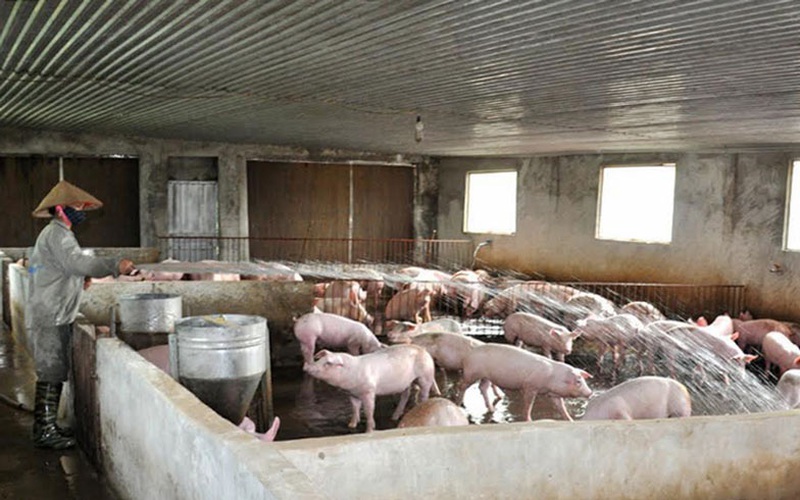 Giá lợn hơi giảm kỷ lục, thấp nhất 35.000 đồng/kg