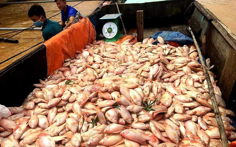 Gần 1.000 tấn cá chết trắng bè trên sông La Ngà