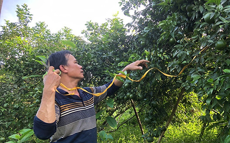 Bão số 8 sắp đổ bộ: Nông dân Hương Sơn "căng mình" bảo vệ cây đặc sản