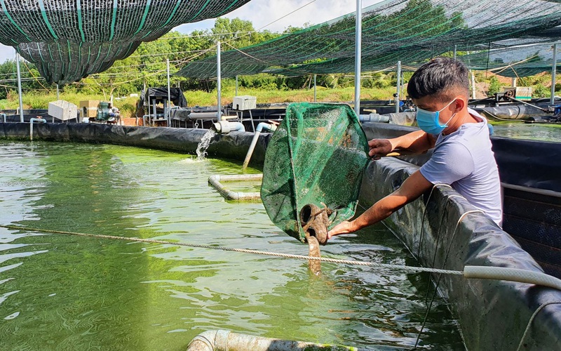 Tây Ninh: Nuôi cá chạch lấu công nghệ cao dày đặc trong bể lót bạt, mới bán 2 tấn nông dân đã thu 500 triệu