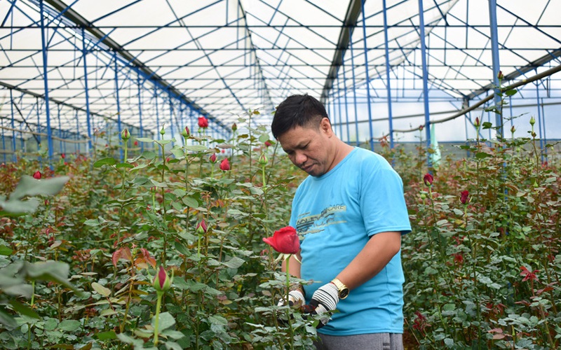 Lâm Đồng: Hoa hồng tăng giá, nông dân trồng hoa hồng thở phào