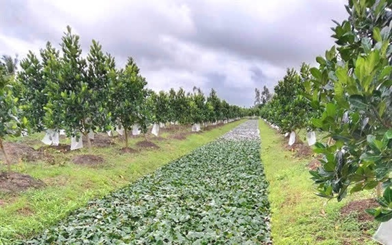 Hậu Giang: Trên vườn trồng mít Thái, dưới mương nuôi ốc bươu, thả củ ấu, nông dân nhẹ nhàng thu 12 triệu/tháng