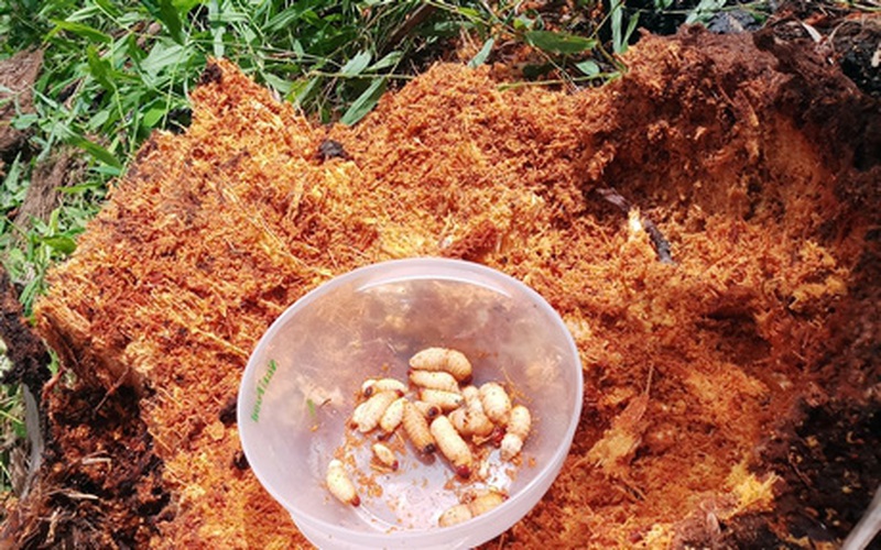 Vĩnh Long: Phóng thích loại ong ký sinh, bọ đuôi kìm vàng vào các vườn dừa để làm gì?