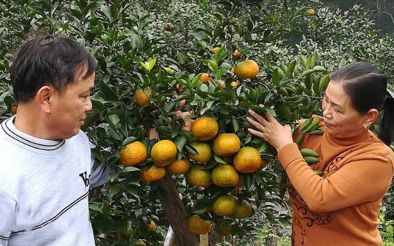 Nghệ An: Cam bù Sen vào mùa, nông dân làng trên xóm dưới rộn ràng bàn chuyện... lên sàn