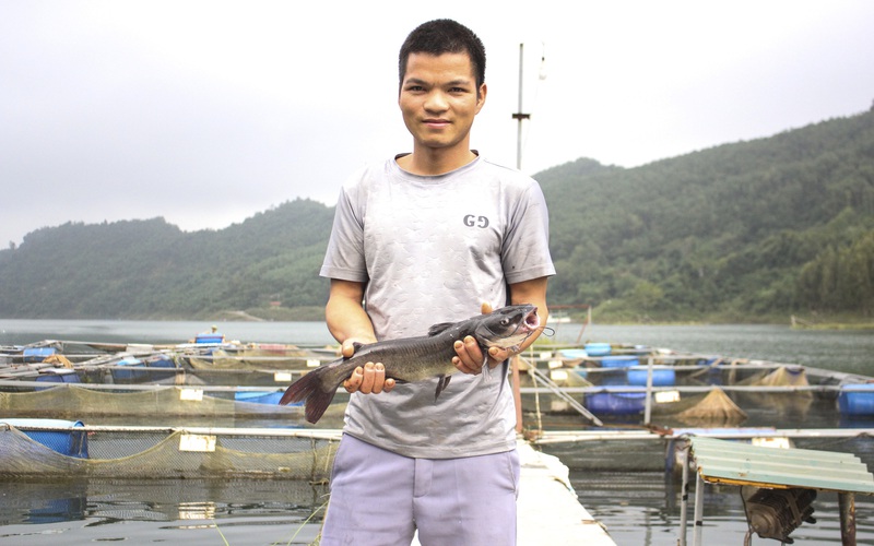 Hòa Bình: Dân lao đao vì giá cá đặc sản sông Đà giảm, hàng chục tấn cá nằm lồng "ngóng" thương lái