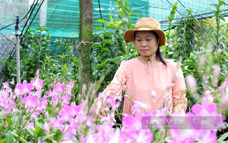 Hôm nay (24/11), họp báo Chương trình Tự hào Nông dân Việt Nam 2021: Tôn vinh những “nông dân mới”