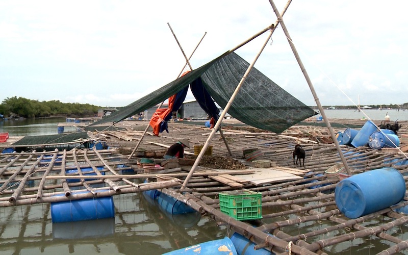 Bà Rịa - Vũng Tàu: Kêu gọi mua hàng trăm tấn cá, hàu cho nông dân trước “lệnh” di dời