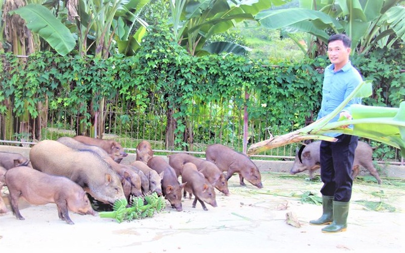 Nông dân Hà Tĩnh nuôi lợn rừng bằng thảo dược, miễn nhiễm dịch bệnh, bỏ túi hàng trăm triệu/năm