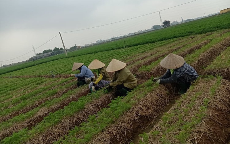 Hải Dương: Trồng rau gì mà cây đều tăm tắp, củ đỏ như son, thương lái xuống tận ruộng "cân tất"?