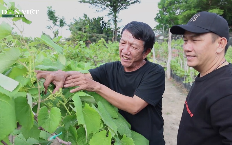 Nông dân Ninh Thuận tất bật chăm sóc nho cảnh kịp bán tết Nhâm Dần 2022