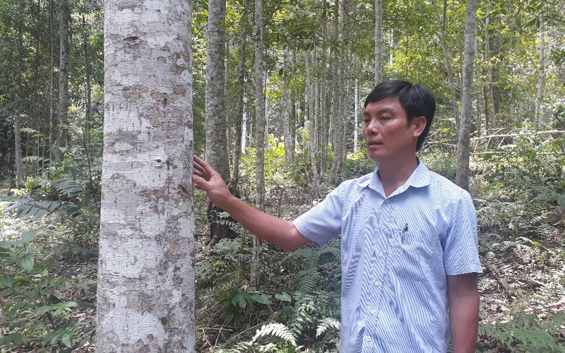 Nông thôn Tây Bắc: Người tiếp sức cho rừng hồi sinh ở Lai Châu