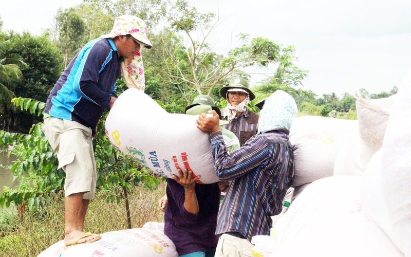 Việt Nam mua lượng gạo khổng lồ từ Ấn Độ để làm gì?
