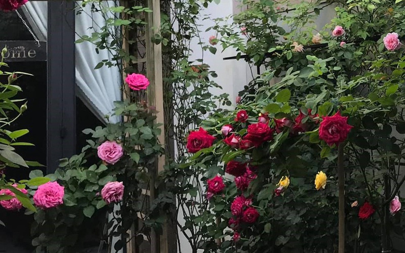 Khu vườn phủ đầy hoa hồng của ông bố Sài Thành