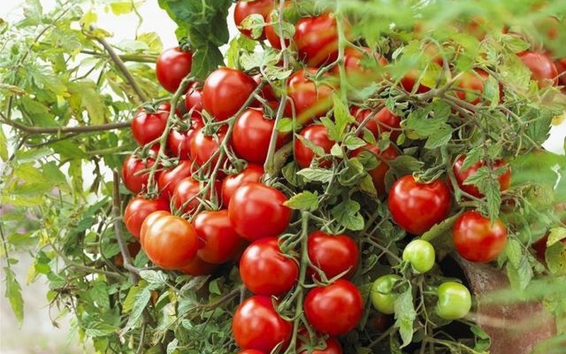 Cà chua quá đắt, mách bạn cách trồng cà chua ở ban công, vừa đẹp vừa ăn được luôn