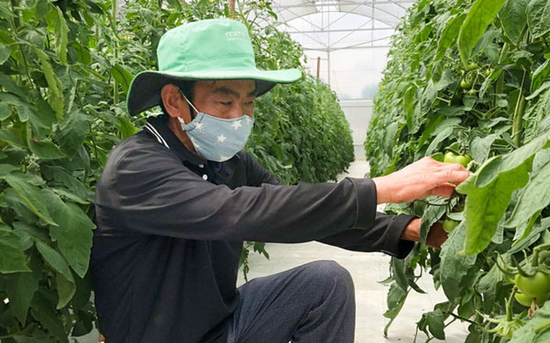 Lâm Đồng: Ông nông dân "liều" trồng thứ cà cà chua nghe tên là "muốn chạy", ai ngờ lại thu tiền tỷ