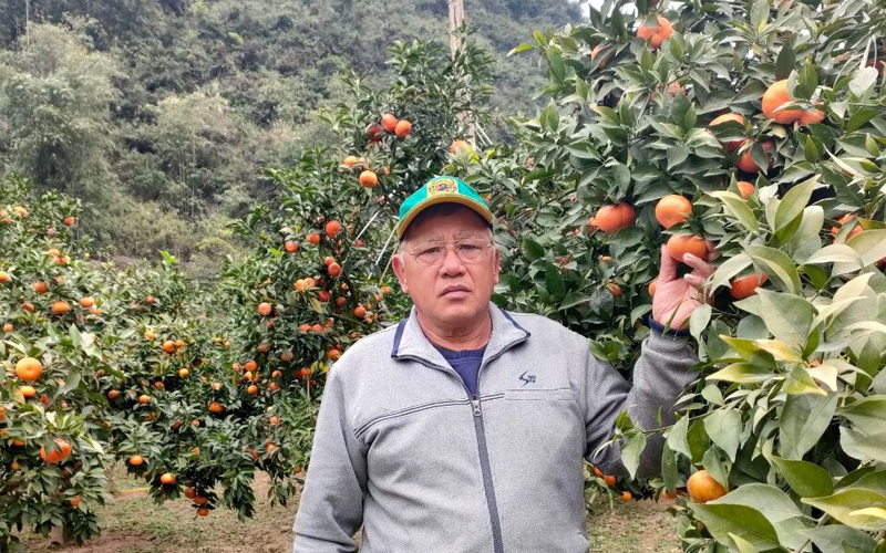 Lạng Sơn: Thử nghiệm trồng cam hữu cơ, học cách chế biến thạch đen, nhà nông "hái ra tiền"