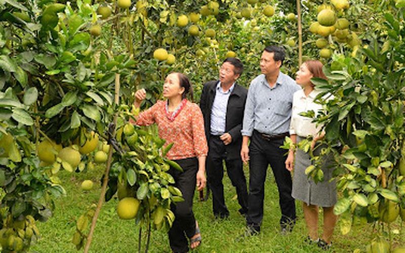 Bắc Giang: Giá bán cam, quýt vẫn tăng 5.000 - 10.000 đồng/kg chỉ nhờ một động thái