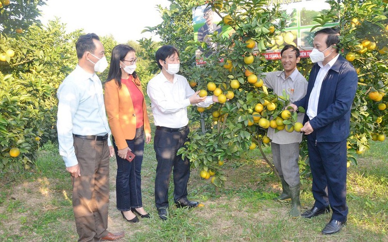 Đặc sản cam Vinh đang vào mùa chín rộ, Hội ND Hà Nội, Nghệ An bắt tay kết nối tiêu thụ