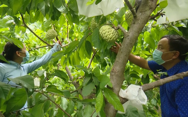 Nông thôn Tây Bắc: Triển vọng phát triển cây Na Thái tại Chiềng Hắc