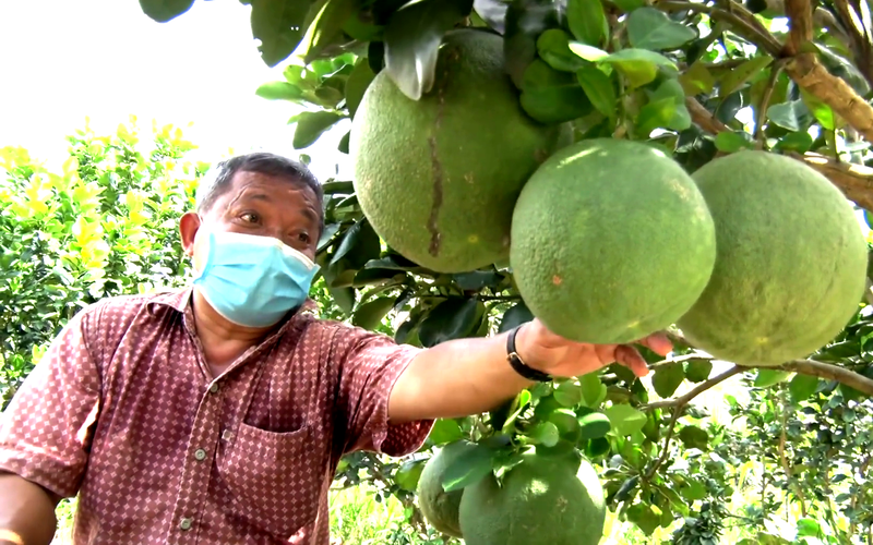 Tiền Giang: Trồng cây cho trái chưng mâm ngũ quả, ông nông dân thu nửa tỷ mỗi năm