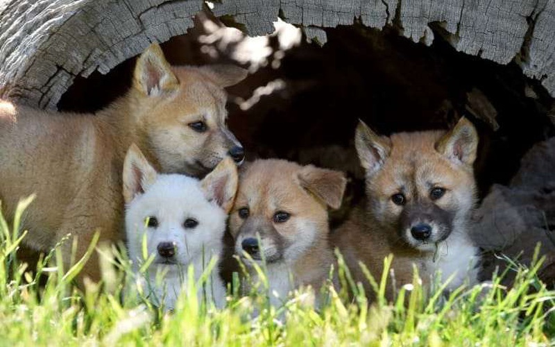 Chó Dingo nước Úc - loài chó hoang cực khó để thuần hóa nhưng lại siêu đáng yêu