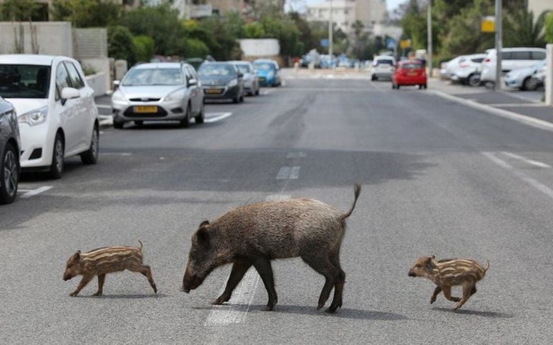 Kỳ lạ thành phố lợn rừng "hồn nhiên" đi trên đường phố, sống chung cùng con người