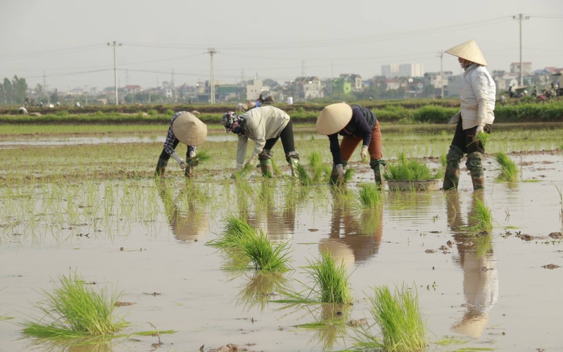 Nghệ  An: Nông dân Diễn Châu nhanh chóng xuống đồng cấy lúa hè thu tránh thiên tai