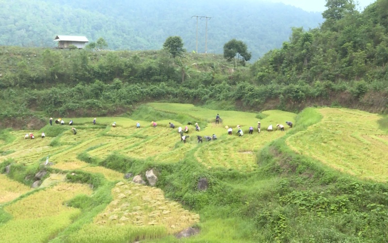 Điện Biên: Tổ xung kích giúp người dân cách ly gặt lúa giữa mùa Covid-19
