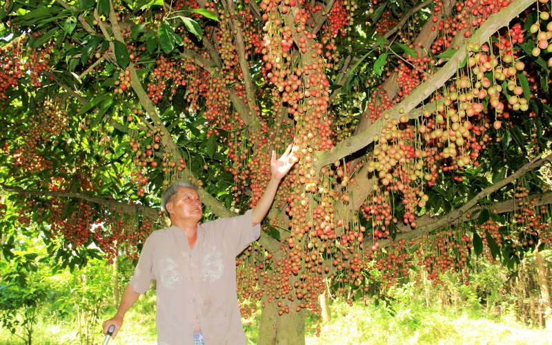 Rực đỏ mùa dâu da ở huyện miền núi Hà Tĩnh