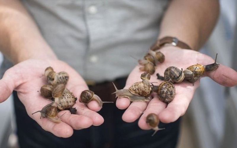 Nông trại nuôi ốc sên làm mỹ phẩm tại Italy