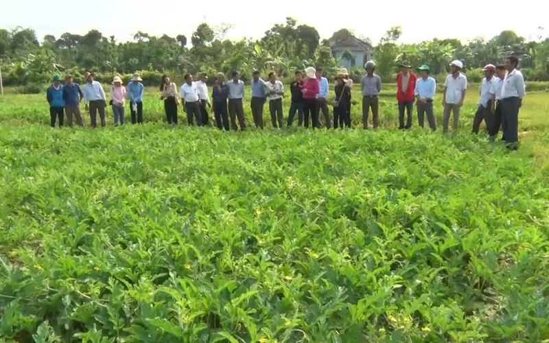 Quảng Trị: Nông dân Vĩnh Linh chuyển đổi cây trồng thích ứng với khô hạn, cho hiệu quả kinh tế cao 