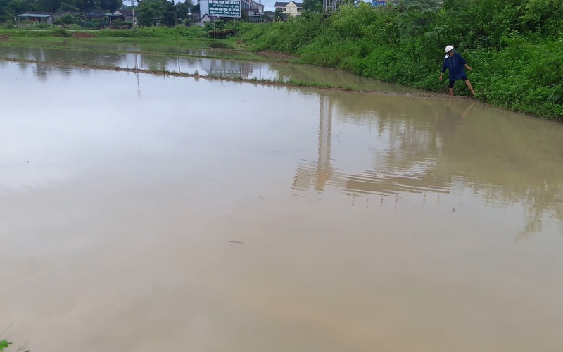 Hà Tĩnh: Sau trận mưa lớn, nhiều diện tích lúa hè thu chìm trong biển nước