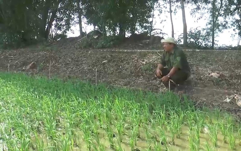 Bạc Liêu: Nông dân "đau đầu" trước thực trạng chuột cắn phá lúa
