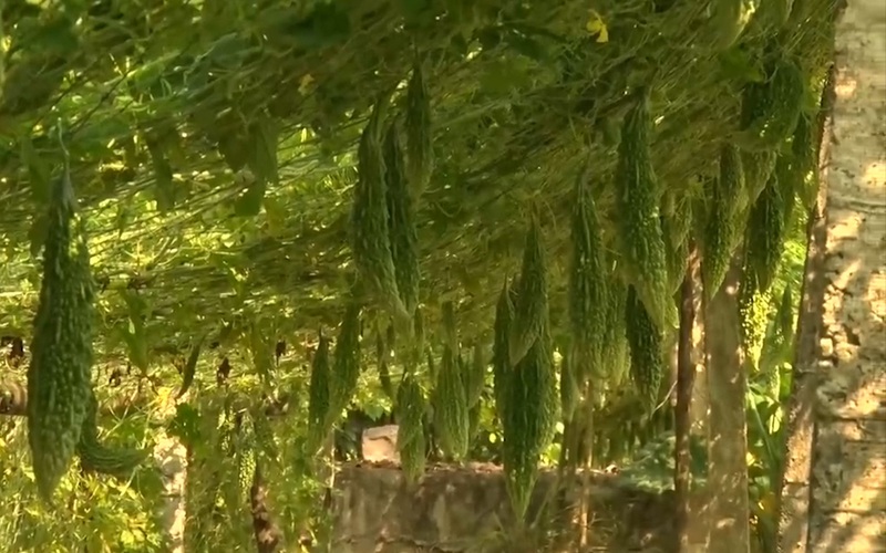 Quảng Trị: Nông dân Gio Mỹ trồng mướp đắng thích ứng biến đổi khí hậu cho thu nhập cao