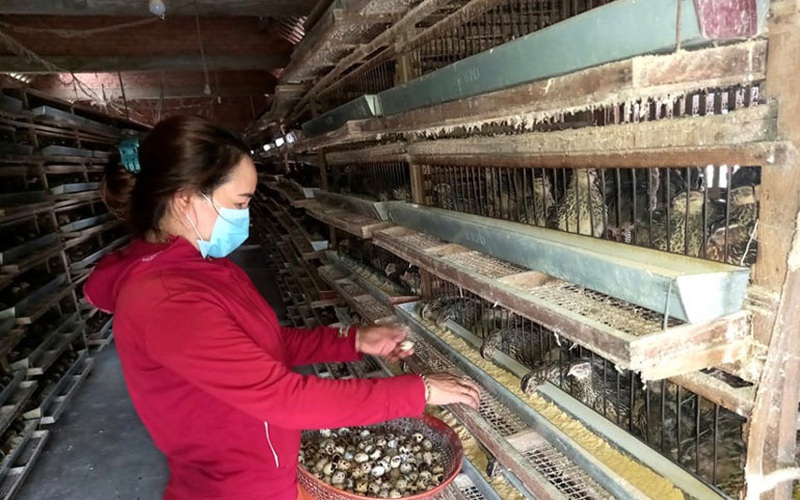 Phú Yên: Giá trứng lao dốc mạnh, nông dân bán tháo loài chim mắn đẻ này vì sợ phải nuôi "báo cô"