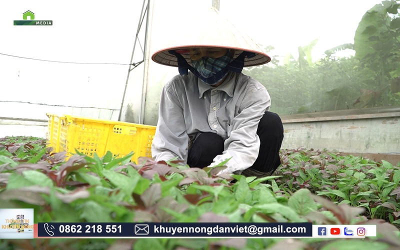 Tránh nắng cho rau siêu giỏi, nông dân Hà Nội trồng rau trái vụ vẫn cho năng suất cao 