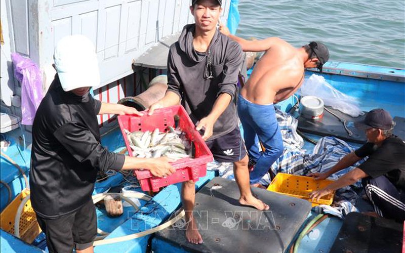 Quảng Trị: Trúng đậm "lộc biển", tàu đánh cá nối đuôi nhau cập bến cảng, ngư dân thu hàng chục triệu mỗi ngày