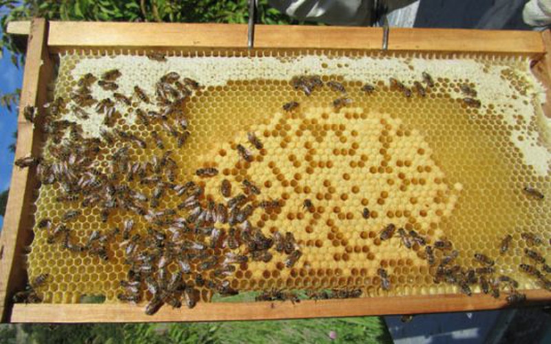 Lào Cai: Nuôi ong lấy mật, ông nông dân thong dong thu về vài trăm triệu mỗi năm