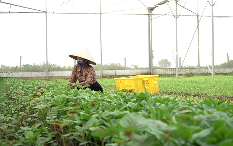 Bí kíp trồng rau baby trái vụ siêu năng suất của nông dân Thường Tín