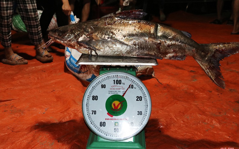 Hà Tĩnh: Hàng chục năm đi biển mới trúng mẻ cá hiếm gặp, ngư dân thu hàng trăm triệu đồng nhờ loài cá quý này